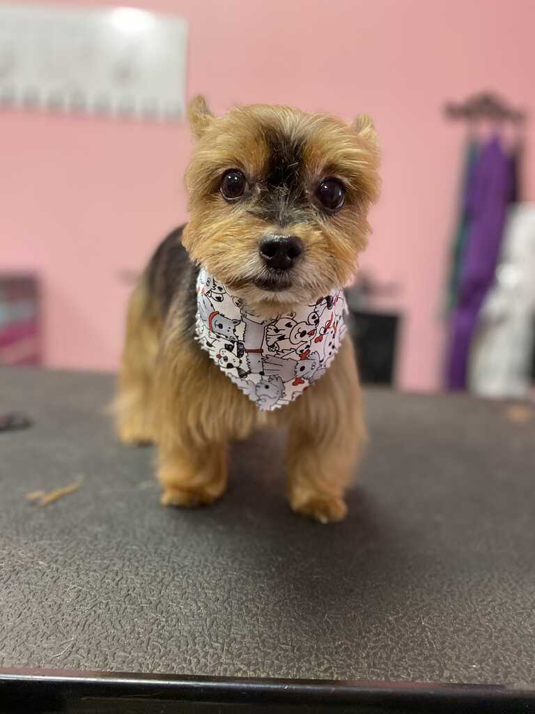 colin rowlands recommends doggie stylez pic