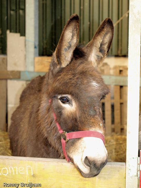 Best of Donkey bj