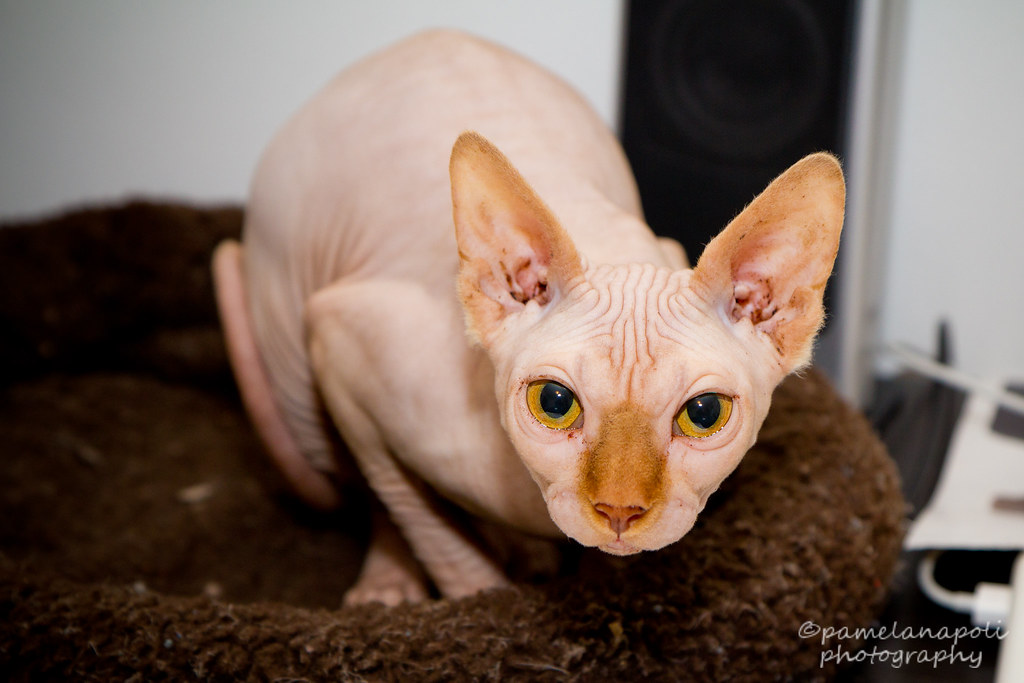 Best of barry will's gallery holly day videos cynthia marker add photo hairless vegina