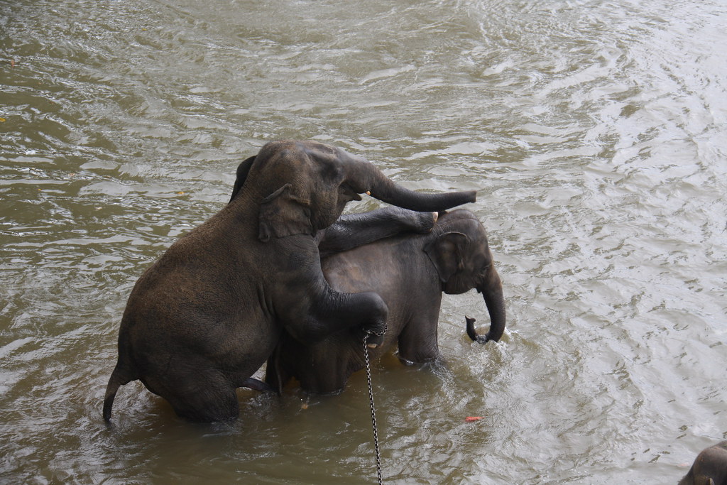 alyana fulo recommends elphant porn pic