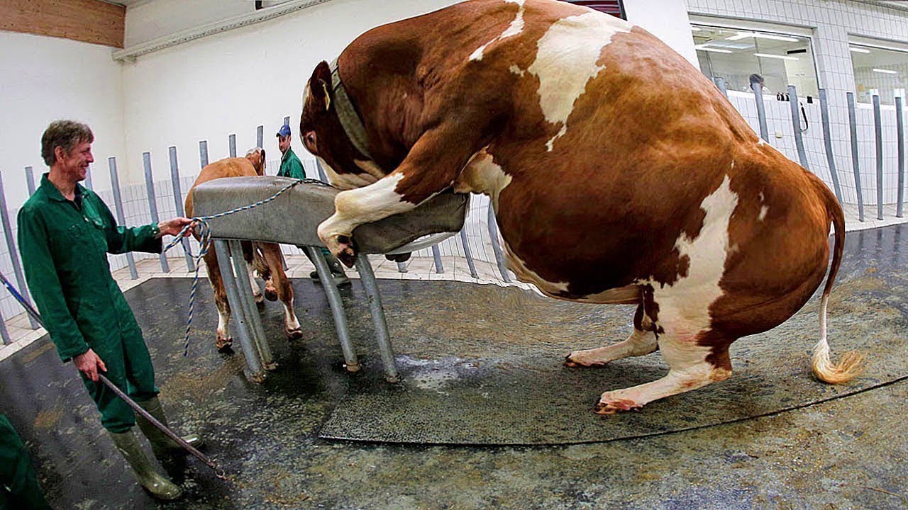 Best of sexy asian nude anne gillam share extreme milking photos