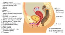 alvaro ibarra recommends female anal mastubation pic