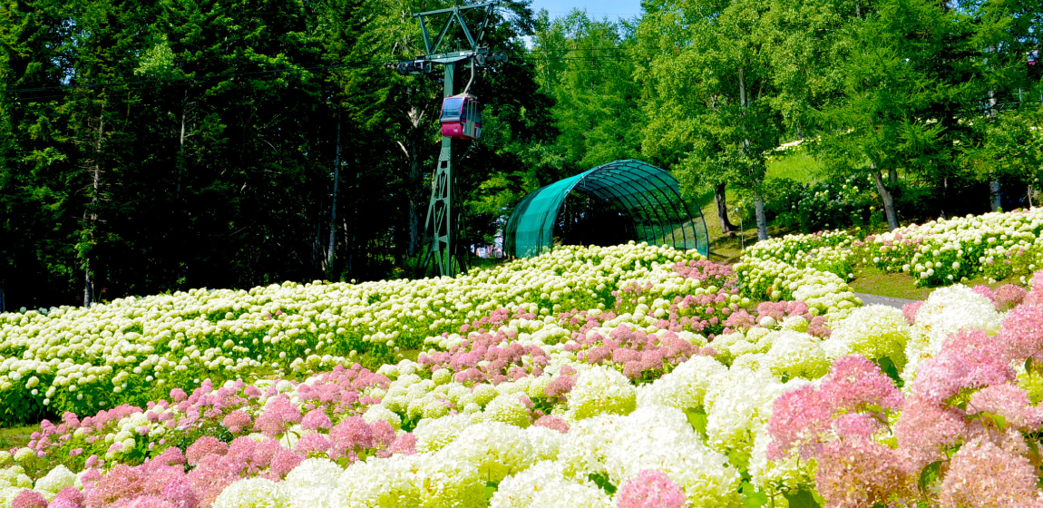 Annabell Flowers utbudet lanseringen