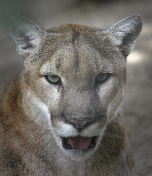 bryant robertson recommends Flat Chested Cougar