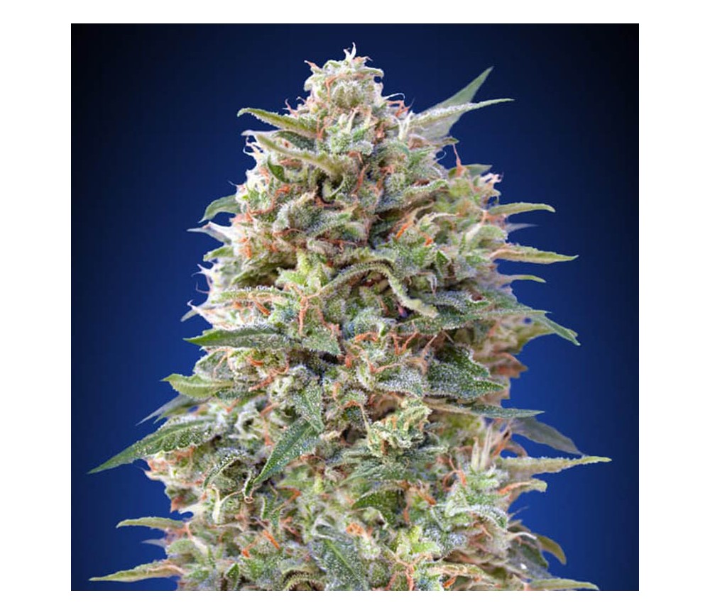 bonny grant like guia kush photo anis kurniawati recommends guia kush pic