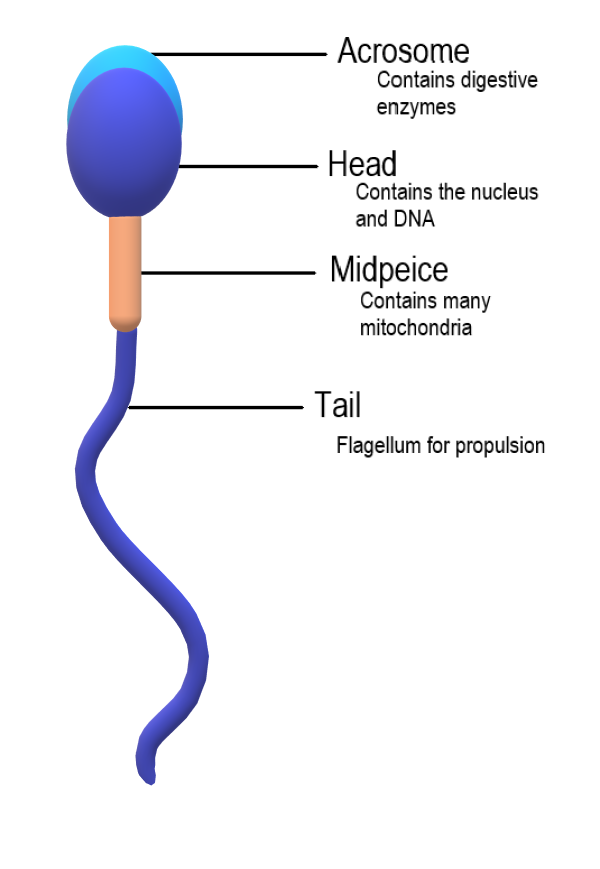 alieu darboe like mature sperm facial photo bryan haskins recommends mature sperm facial pic