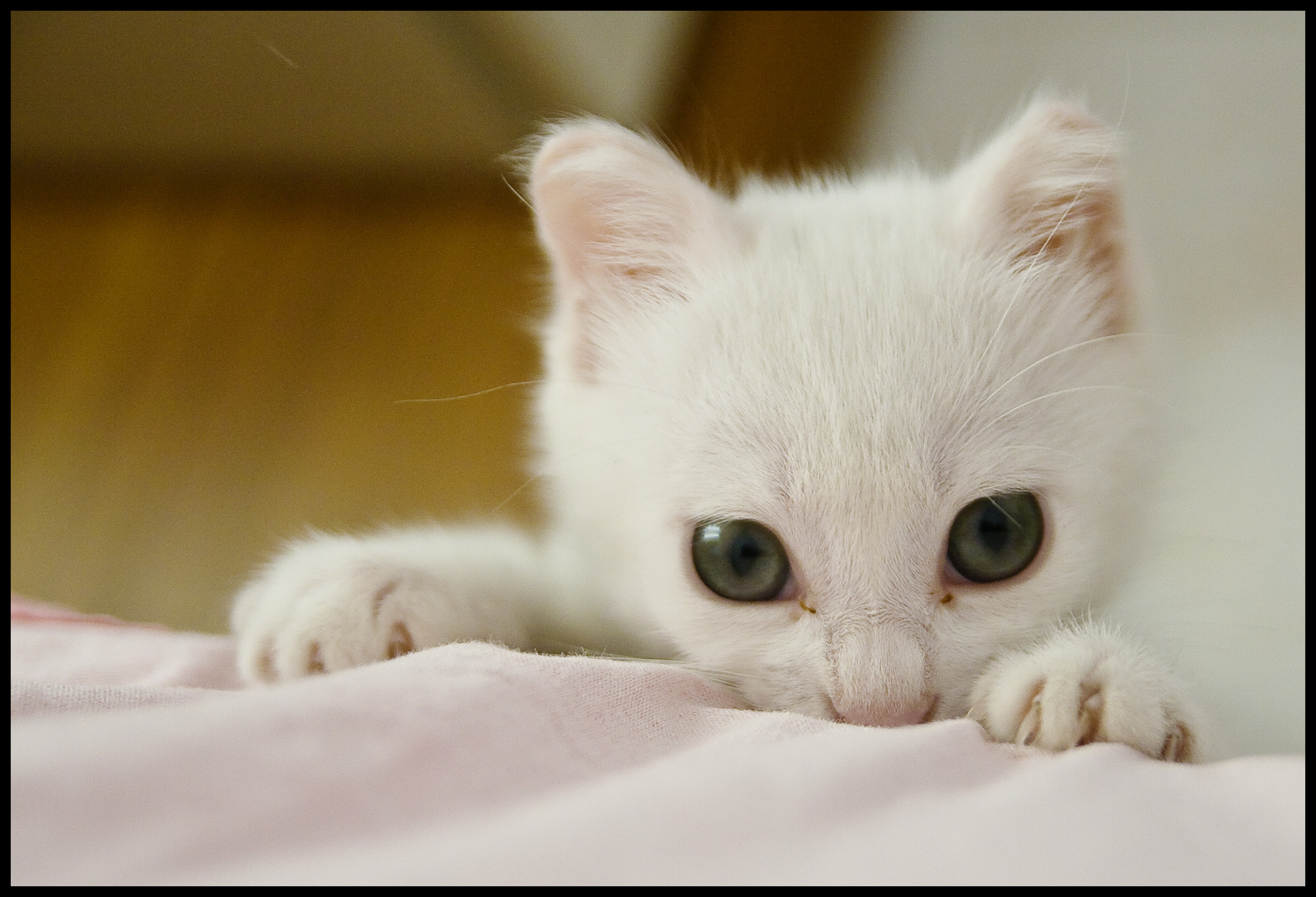 prettykitty miaos - 3d pornosu free porn parody movies