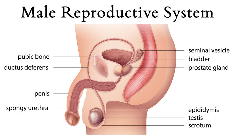 Best of Prostate stimulation stories