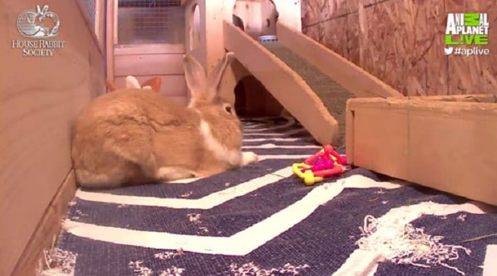 rabbit cam porn - classic teenager porn argen dana porn