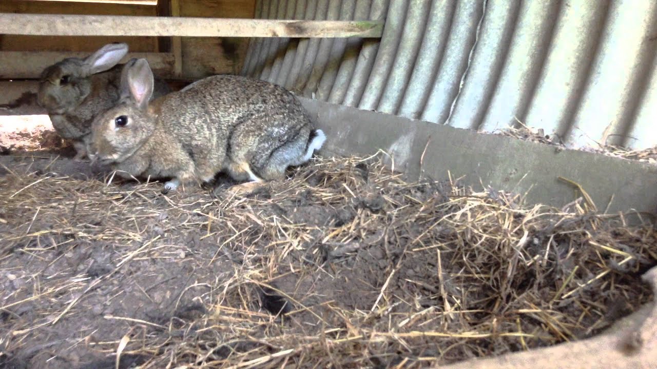 rabbit cam porn - beautiful women stripping mom step porn