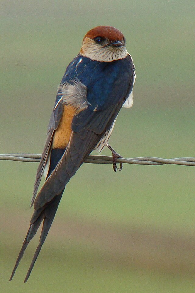 abbey hall recommends Red Head Swallows