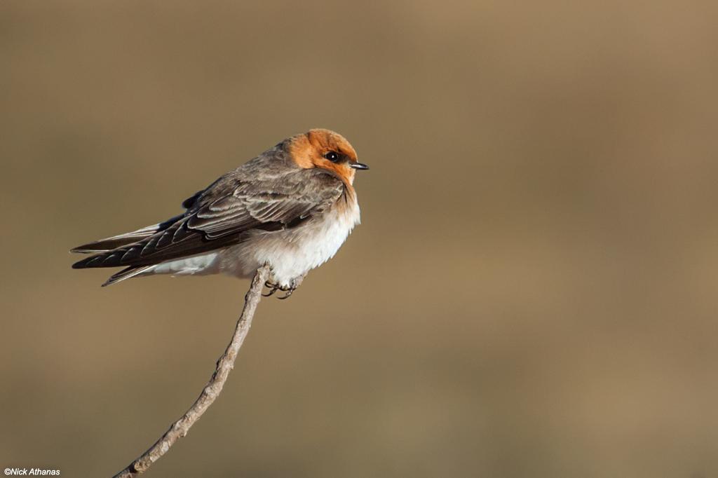 asma danial recommends red head swallows pic