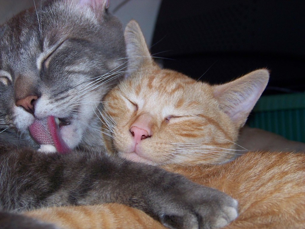 brandon piercey recommends sleeping pussy lick pic