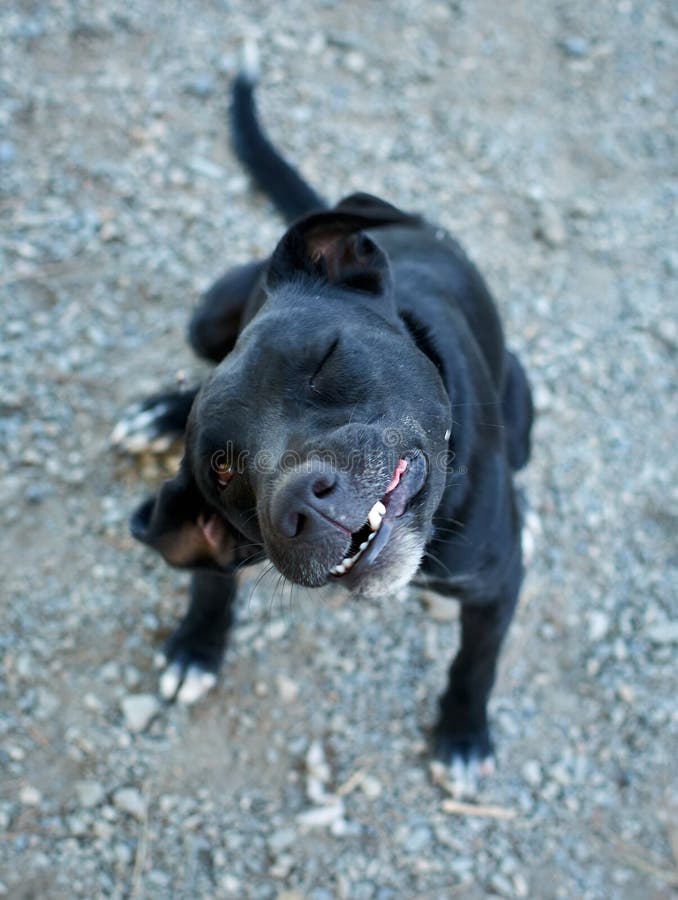 Best of Staffy moreno