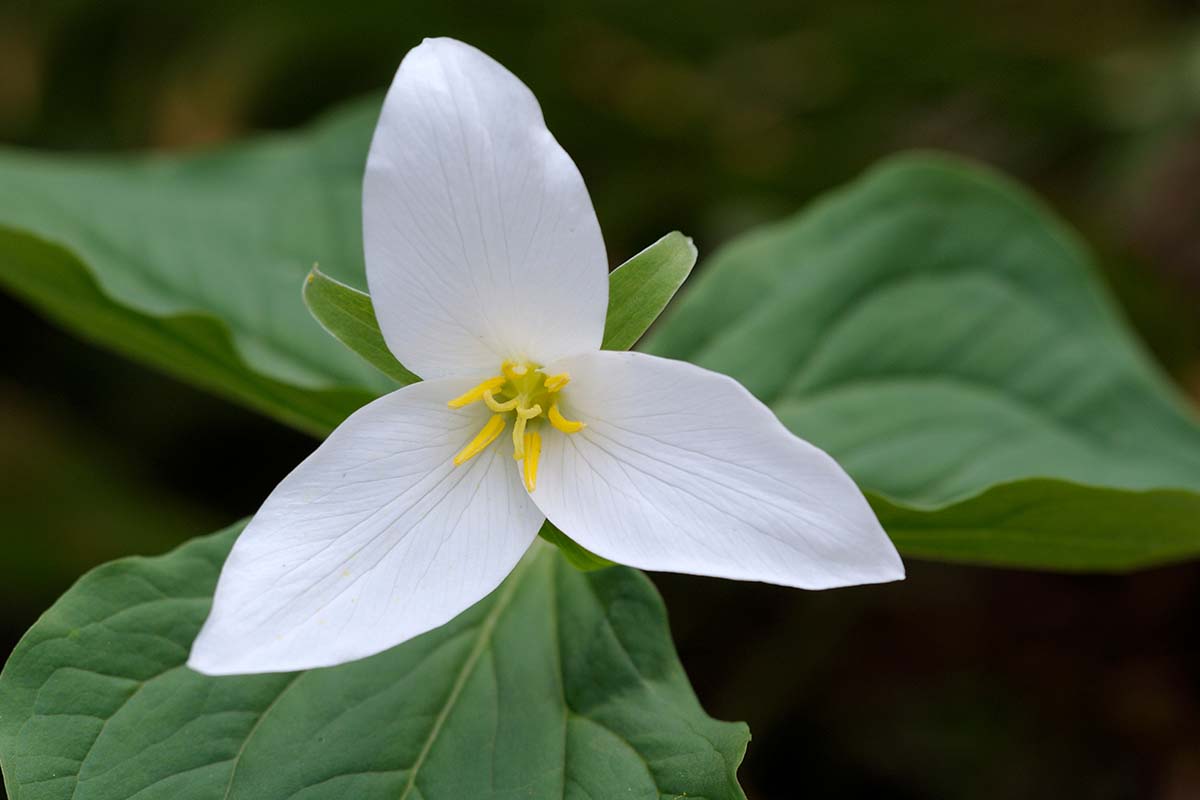 trillium timecard - kenzie reeves steve holmes diane andrews