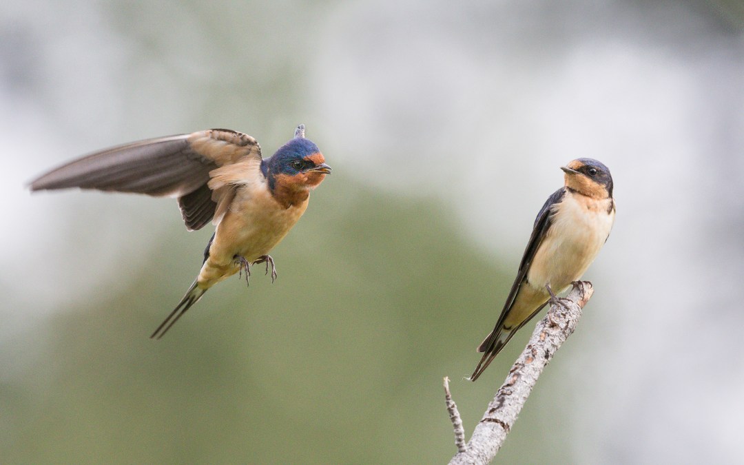 ts swallow chichi ni ts swallow